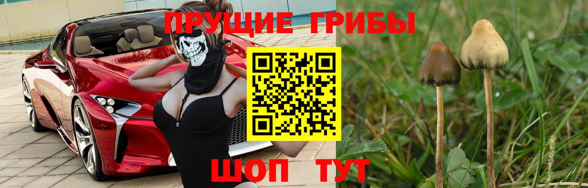 Псилоцибиновые грибы Psilocybe Клинцы